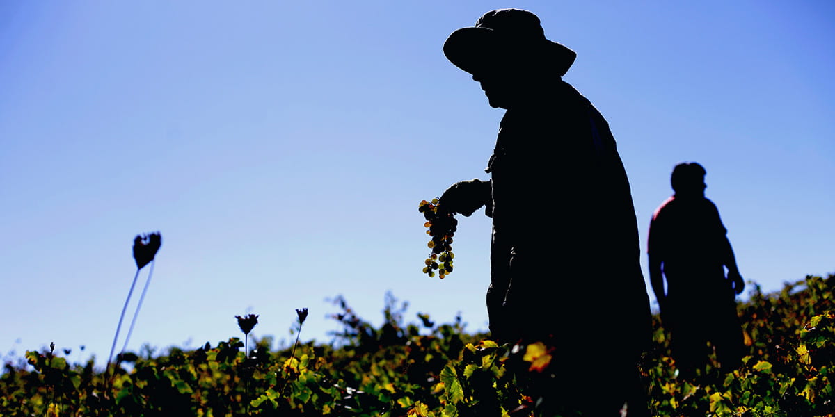 Estudio Jurídico Aguirre y Greene - Vendimia